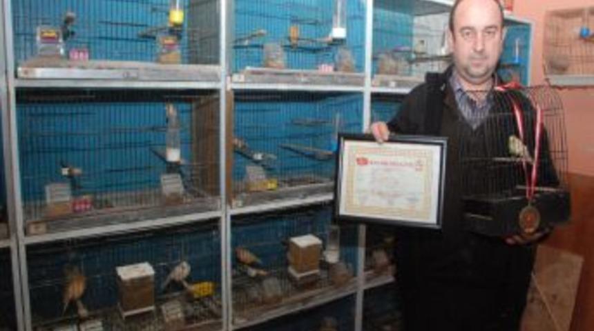 Tuttuğu ofiste 60 kanarya kuşu ile her g&uuml;n ayrı ayrı ilgileniyor