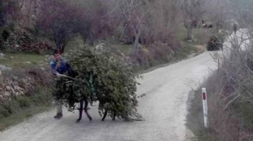 Defne yaprağı satmak &ccedil;ileye d&ouml;n&uuml;ş&uuml;yor