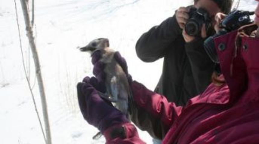 Donma tehlikesi ge&ccedil;iren alaca karga, tedavi edilip doğaya salındı