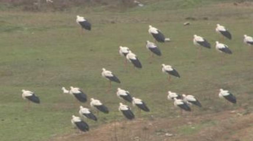Göçmen leyleklere 'soğuk' rötar