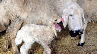 4 kulaklı ağzı olmayan kuzu şaşırttı