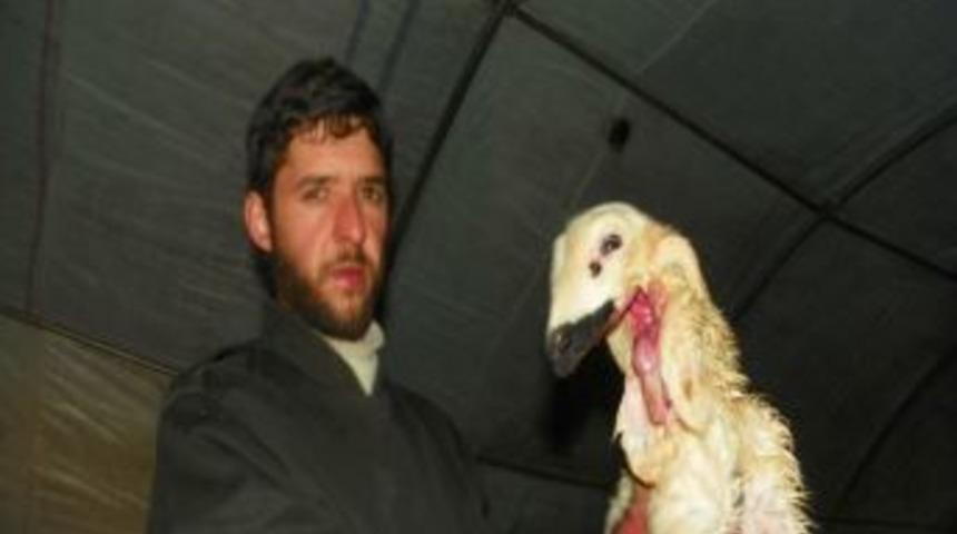 Kırıkkale&rsquo;de 4 kulaklı ve &ccedil;enesi olmayan kuzu d&uuml;nyaya geldi