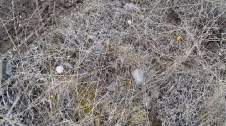 Yozgat&rsquo;ta baharın m&uuml;jdesi &ccedil;iğdemler a&ccedil;tı