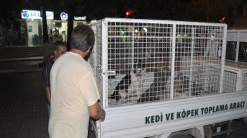 Sokağı kirleten hayvanların sahiplerine para cezası verilecek