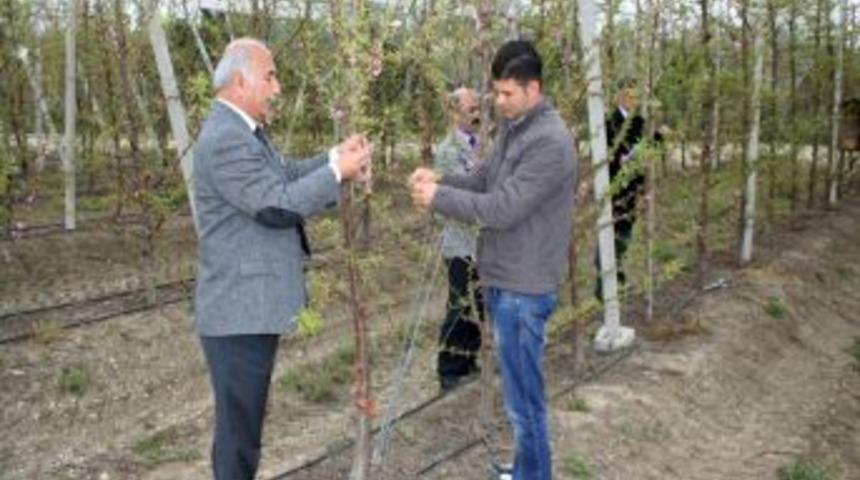 TARSİM &Ccedil;ukurova&rsquo;daki ilk don zararını karşıladı