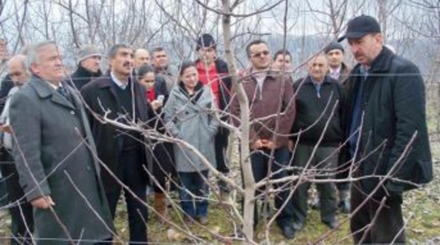 Taşova'da &ccedil;ift&ccedil;ilere uygulamalı budama eğitimi verildi