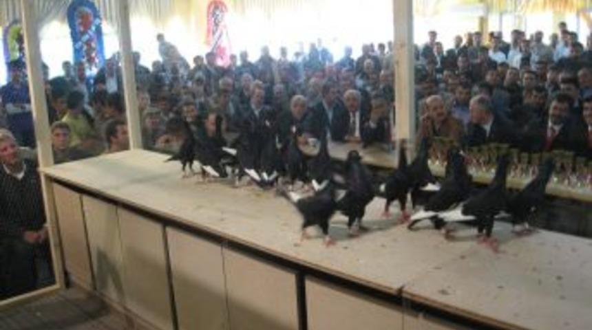 G&uuml;vercin festivali pazar g&uuml;n&uuml; Osmaniye&rsquo;de yapılacak