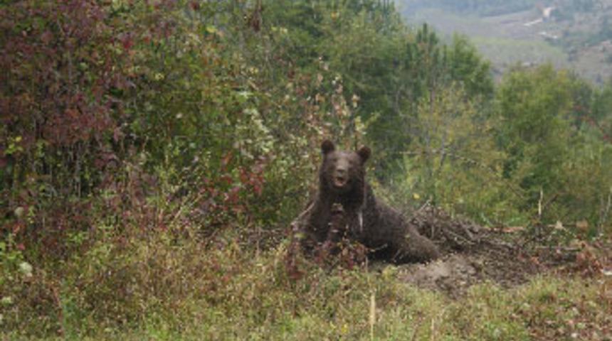 Ayı, dikenli tellere takıldı