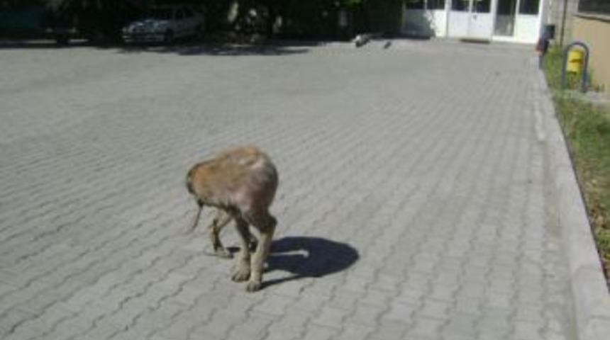 Kağızman'da k&ouml;pekler caddeleri mesken tuttu