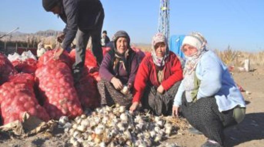 Yozgat&rsquo;ta soğanlar elde kaldı, &uuml;reticisi sıkıntılı