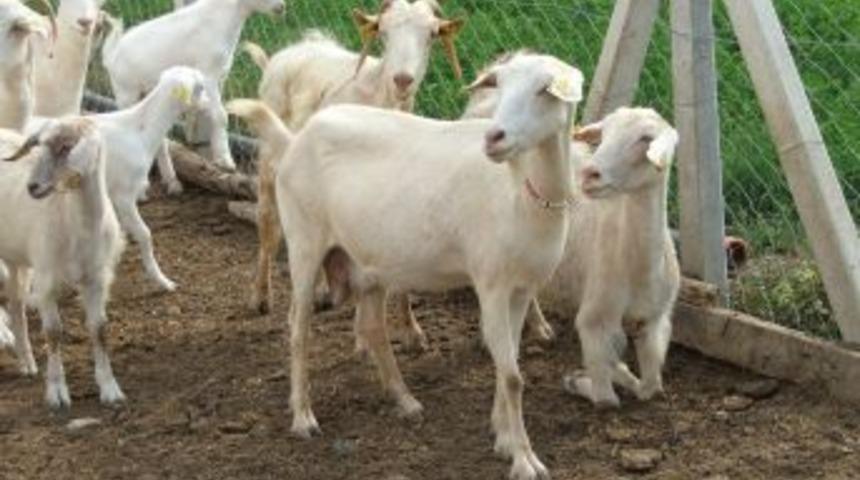 &ldquo;Aşı yaptırmayanlar destekleme alamayacak&rdquo;