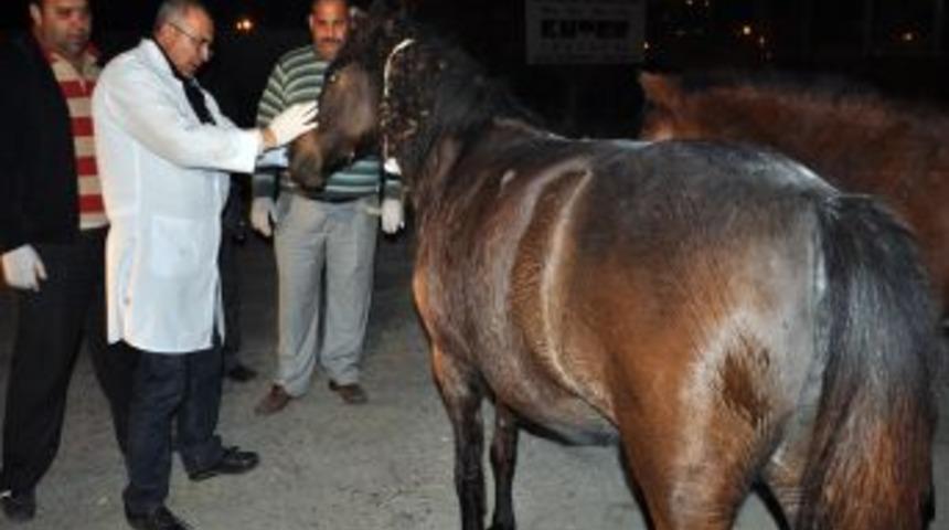 Atın vefası; kazada yaralanan arkadaşının başından ayrılmadı