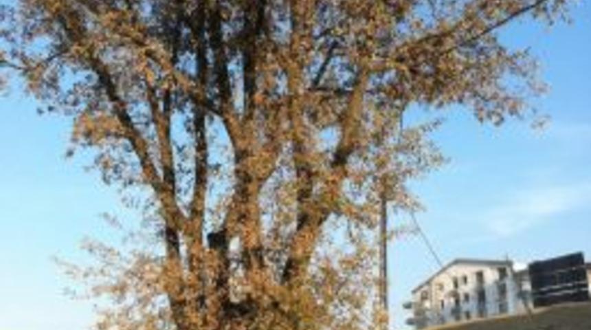 Asırlık meşe ağacının kesilmemesi i&ccedil;in uğraş veriyor