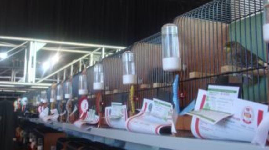 Ankara&rsquo;da bin 500 kuş İspanya i&ccedil;in yarıştı