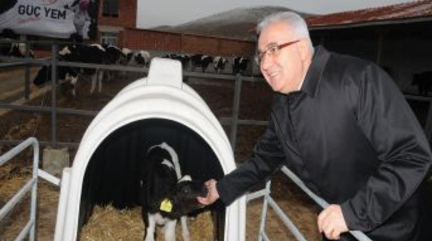 &Ccedil;orum'da &ccedil;ift&ccedil;ilere 300 damızlık d&uuml;va dağıtıldı