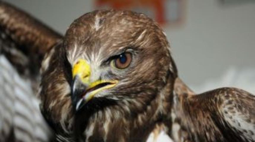 Yaralı doğana &ccedil;evreci belediyeciler sahip &ccedil;ıktı