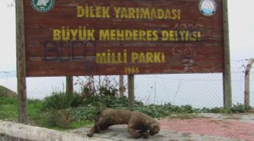 Dilek Yarımadası Milli Parkı'nın alageyikleri denetleniyor