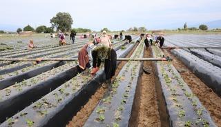 Tarlalarda sezon hazırlığı başladı! &Uuml;reticiler iş&ccedil;i bulamıyor