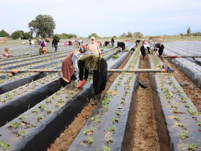 Aydın'da &ccedil;ilek tarlalarında hareketlilik başladı! &Uuml;reticiler bu kez iş&ccedil;i arıyor