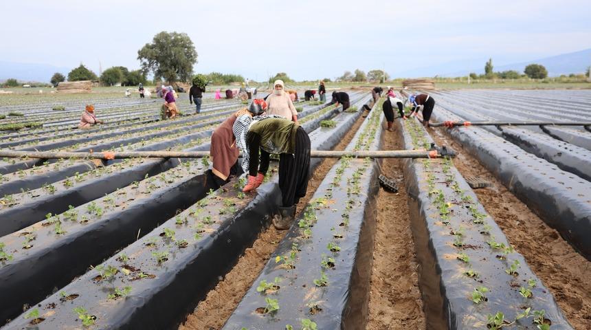 Aydın'da &ccedil;ilek tarlalarında hareketlilik başladı! &Uuml;reticiler bu kez iş&ccedil;i arıyor