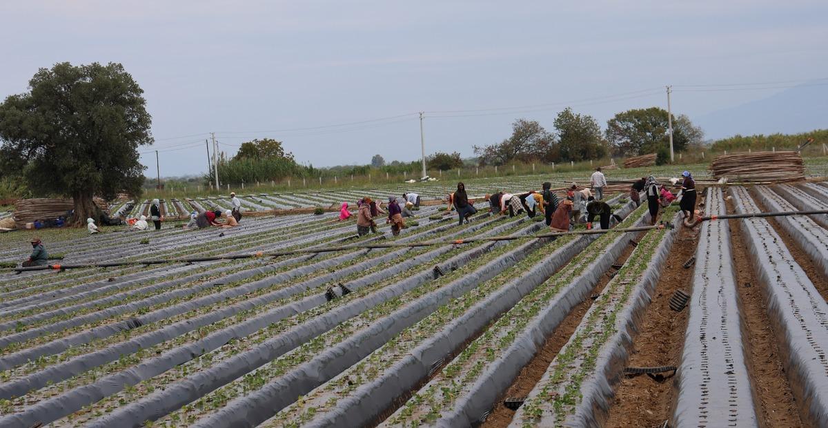 Aydın da çilek tarlalarında hareketlilik başladı! Üreticiler bu kez işçi arıyor 2