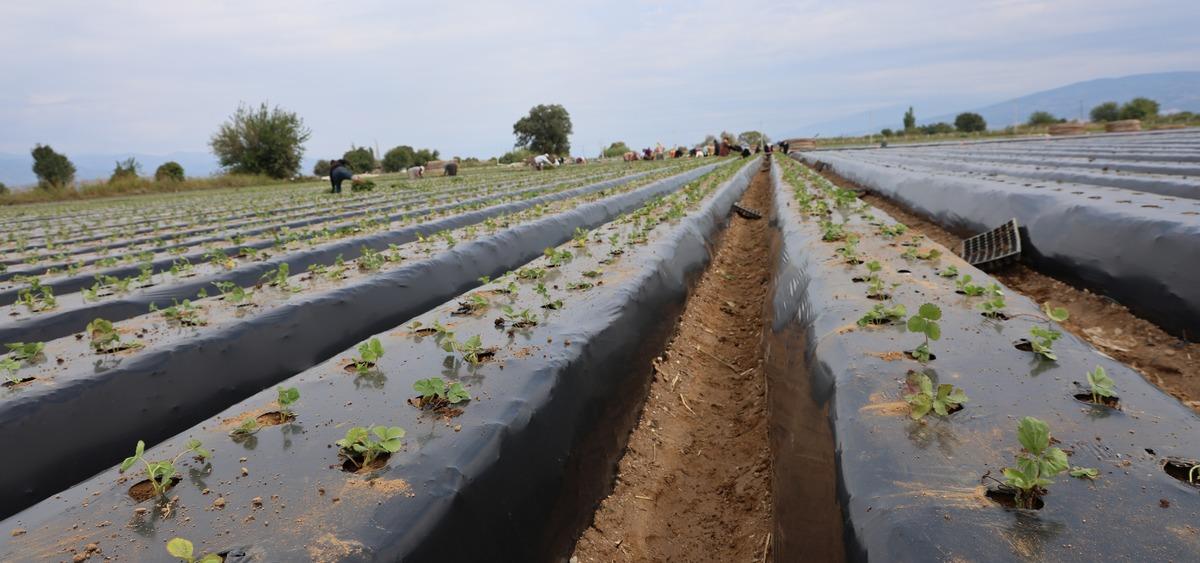 Aydın da çilek tarlalarında hareketlilik başladı! Üreticiler bu kez işçi arıyor 1