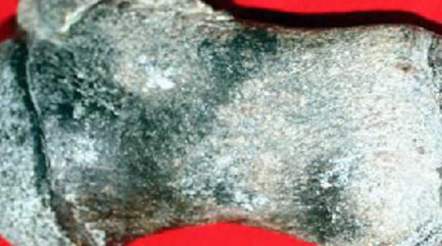 Balık avlarken 10 milyon yıllık fosil buldu