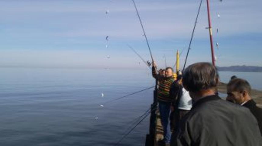 Karadeniz'de istavrit bereketi, &ccedil;aparalar doldu