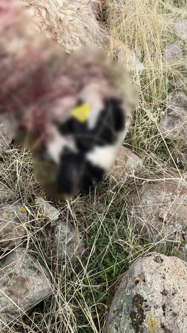 Tunceli’de kurt saldırısı: 14 koyun telef oldu 3