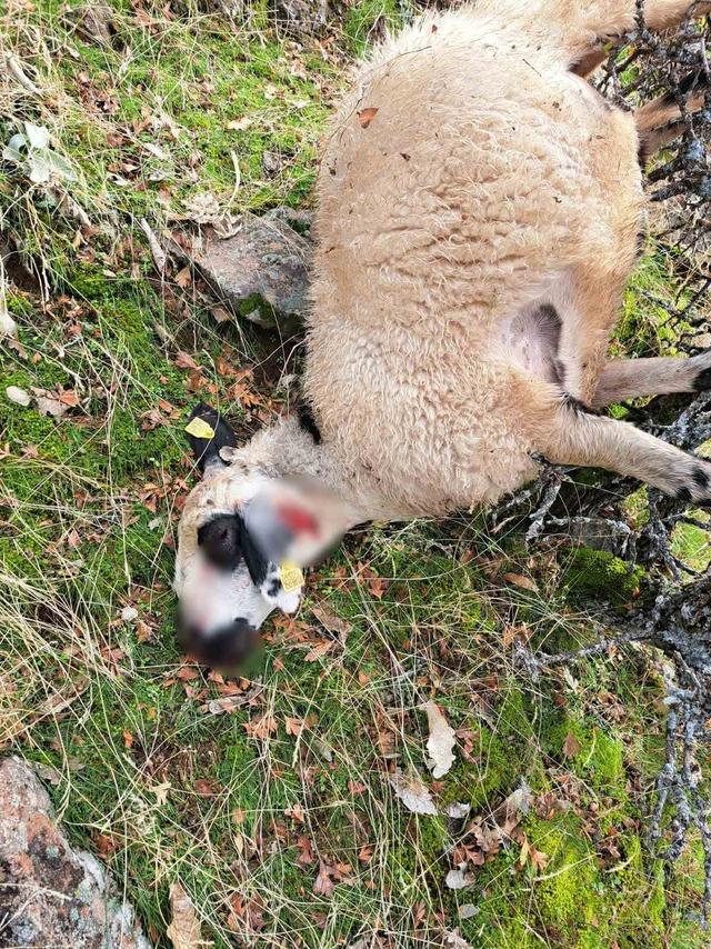 Tunceli’de kurt saldırısı: 14 koyun telef oldu 2