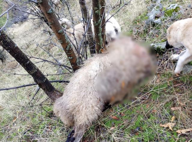 Tunceli’de kurt saldırısı: 14 koyun telef oldu 1