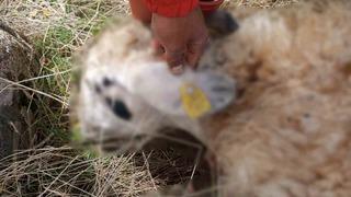 Tunceli’de kurt saldırısı: 14 koyun telef oldu