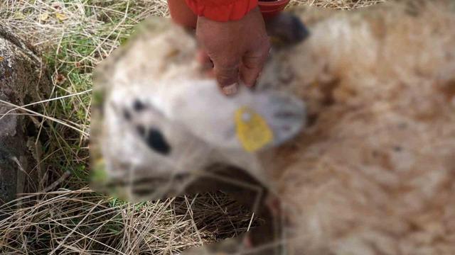 Tunceli’de kurt saldırısı: 14 koyun telef oldu