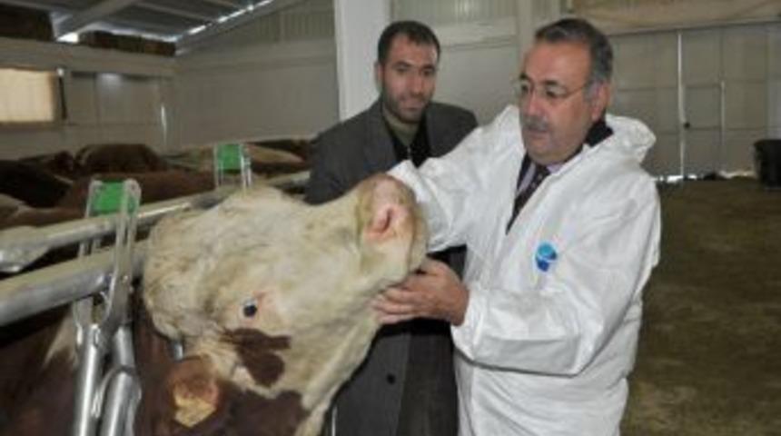 Hibe desteği il Muş’a 200 büyükbaş hayvan getirdi