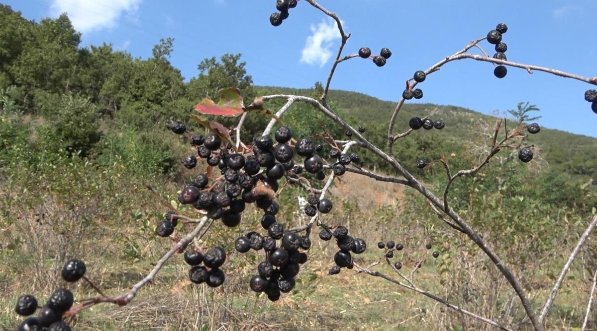 Oğlunun tavsiyesiyle başladı! Reçelini 400 liradan satıyor 4