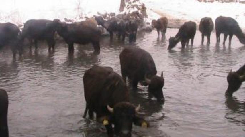 Bitlis'te besici desteği ile başlatılan 'manda ıslahı' s&uuml;r&uuml;yor