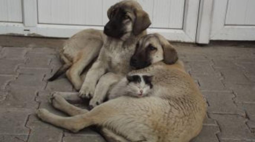 Kedi ve k&ouml;peğin şaşırtan dostluğu