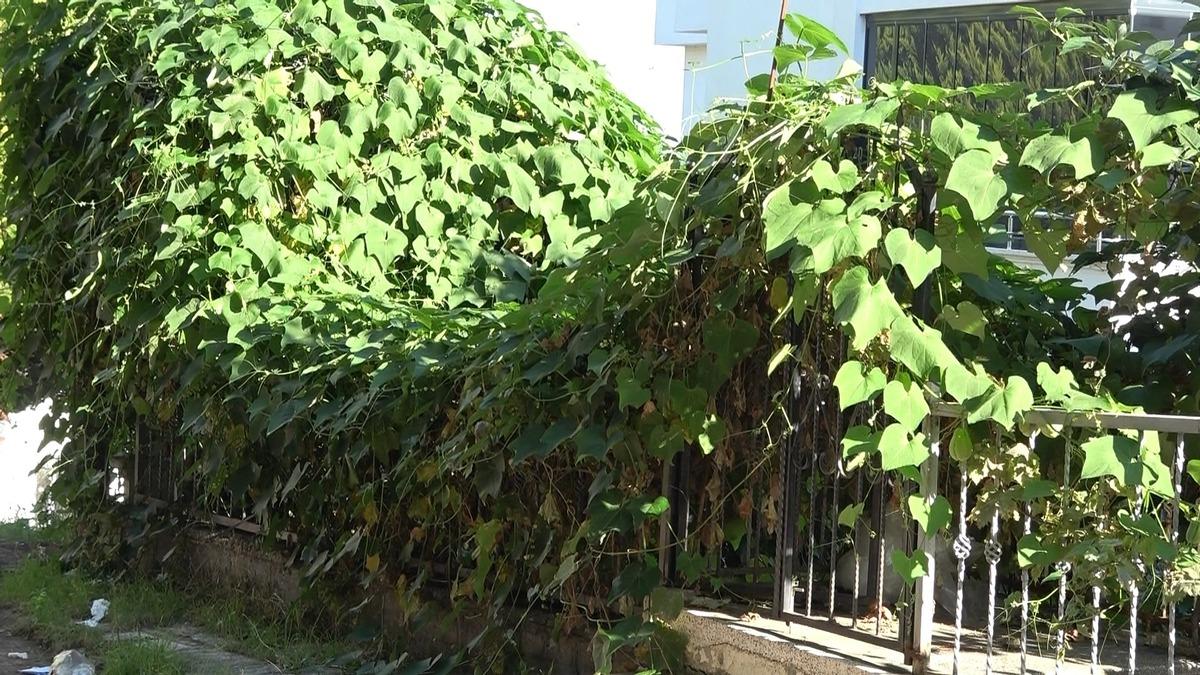 Bir asması 400 kilo ürün veriyor! Adını kendisi koydu, talep yağıyor 4