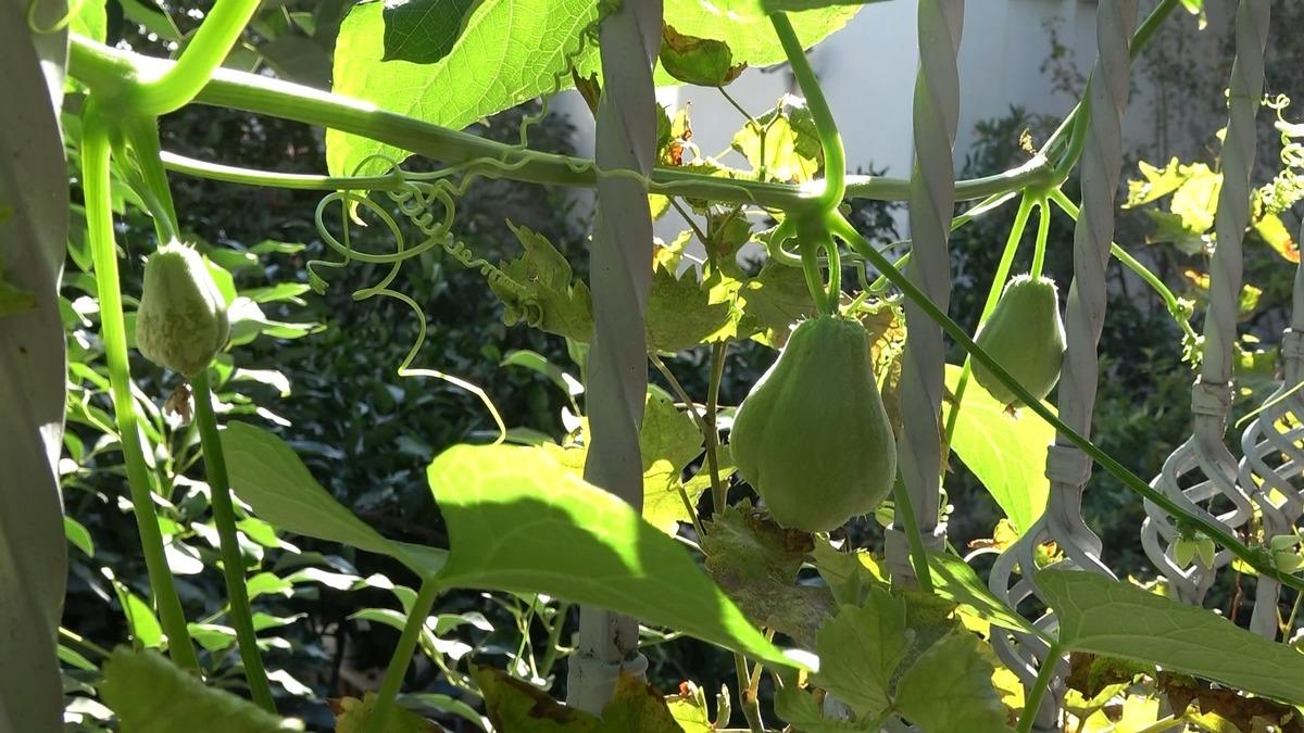 Bir asması 400 kilo ürün veriyor! Adını kendisi koydu, talep yağıyor 3