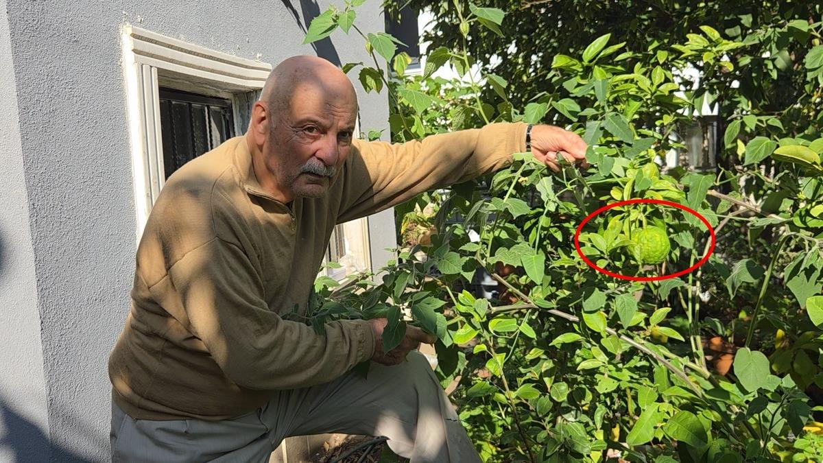 Bir asması 400 kilo ürün veriyor! Adını kendisi koydu, talep yağıyor 1