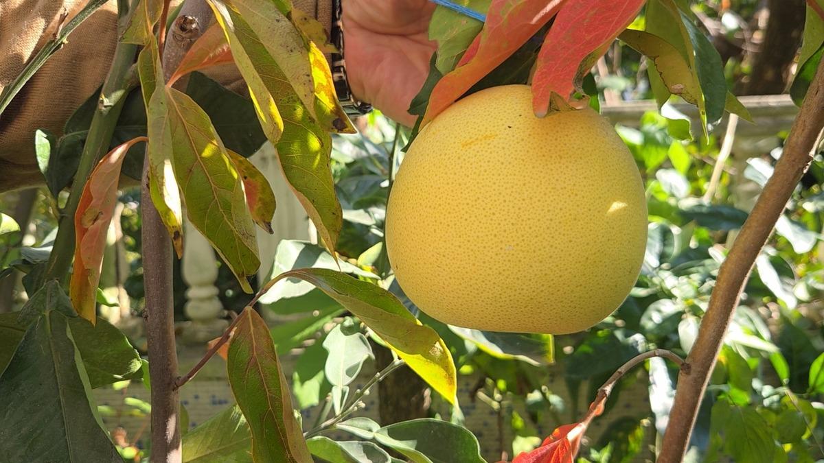 Bir asması 400 kilo ürün veriyor! Adını kendisi koydu, talep yağıyor 2
