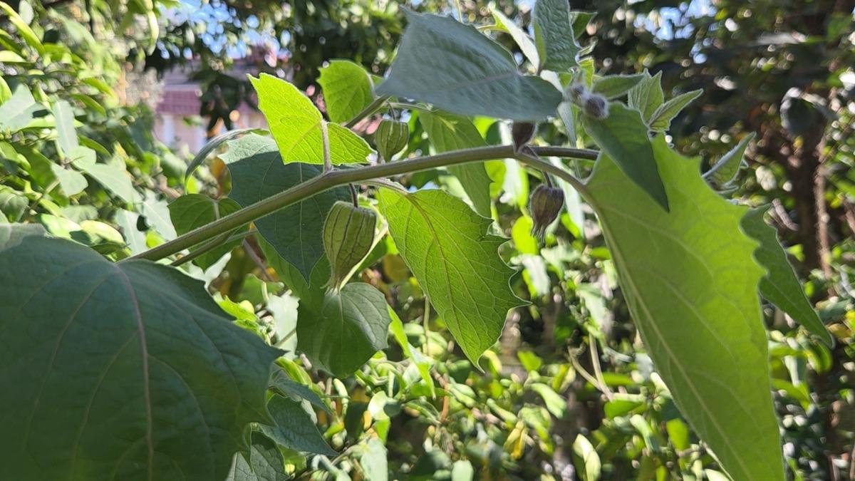 Bir asması 400 kilo ürün veriyor! Adını kendisi koydu, talep yağıyor 6