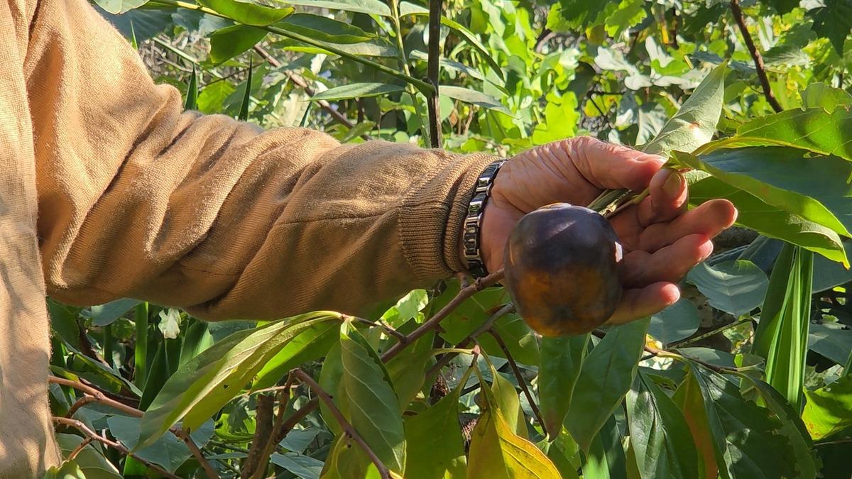 Bir asması 400 kilo ürün veriyor! Adını kendisi koydu, talep yağıyor 5