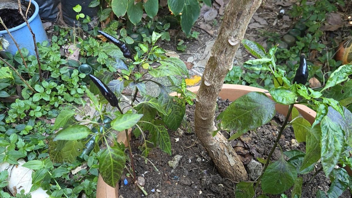Bir asması 400 kilo ürün veriyor! Adını kendisi koydu, talep yağıyor 8