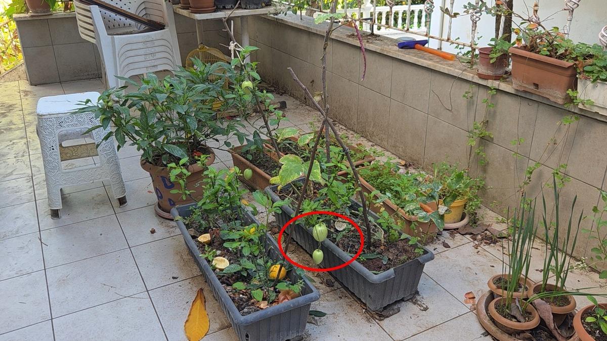 Bir asması 400 kilo ürün veriyor! Adını kendisi koydu, talep yağıyor 9