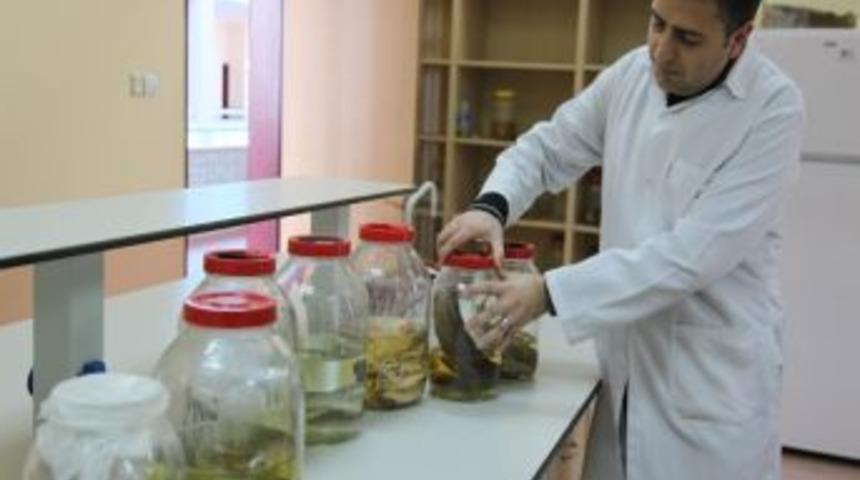 Aksaray &Uuml;niversitesi hayvan incelemelerini alternatif y&ouml;ntemlerle yapacak