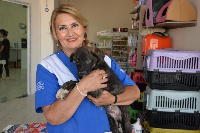 Annesi yakılmış halde bulunan köpeğin yavrusu, İstanbul'a gönderildi