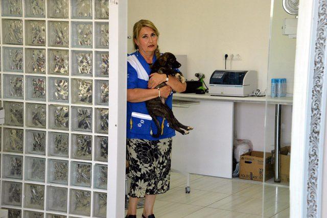 Annesi yakılmış halde bulunan köpeğin yavrusu, İstanbul'a gönderildi