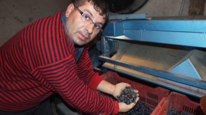 Yağmur zeytincilerin y&uuml;z&uuml;n&uuml; g&uuml;ld&uuml;rd&uuml;