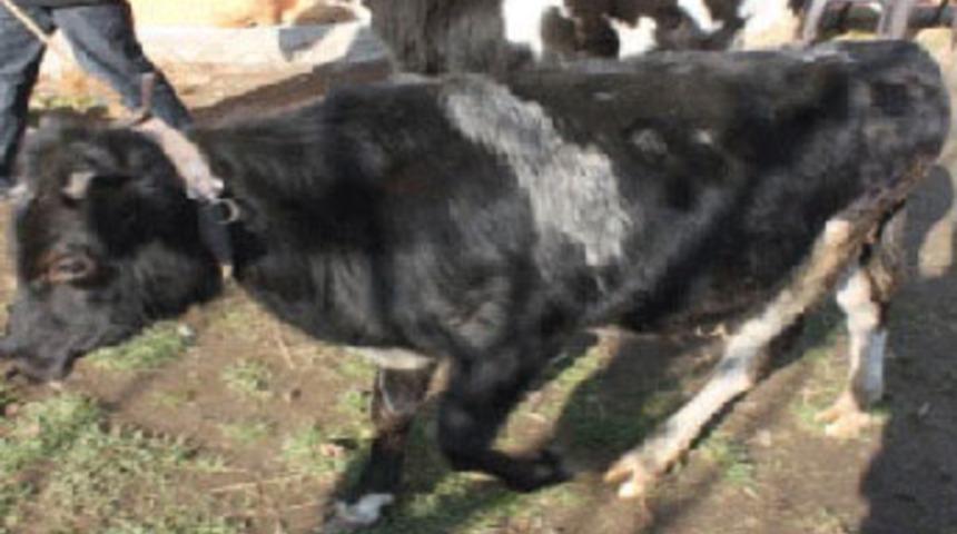 Hırsızlar, çaldıkları inekleri siyaha boyadı